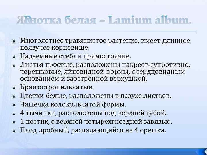 Яснотка белая – Lamium album. Многолетнее травянистое растение, имеет длинное ползучее корневище. Надземные стебли