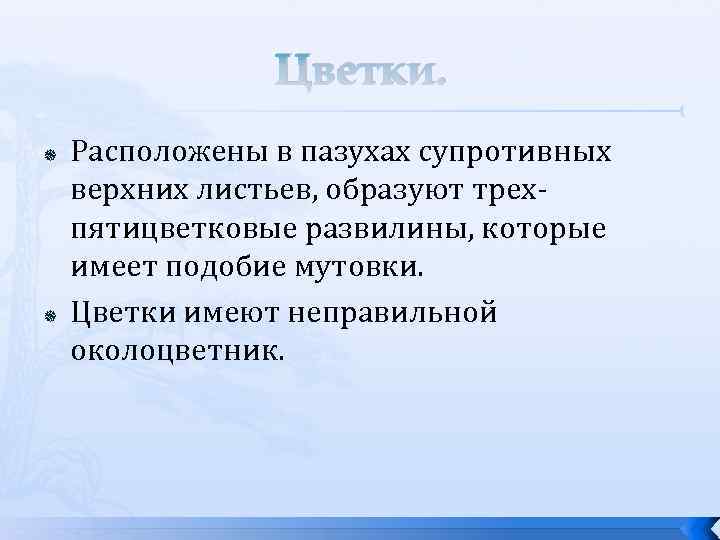 Цветки. Расположены в пазухах супротивных верхних листьев, образуют трехпятицветковые развилины, которые имеет подобие мутовки.