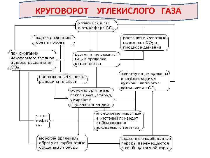 Схема образования углекислого газа