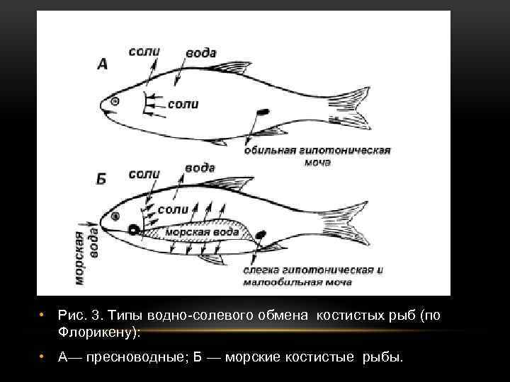  • Рис. 3. Типы водно-солевого обмена костистых рыб (по Флорикену): • A— пресноводные;