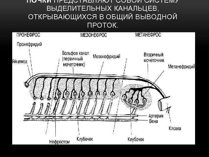 ПОЧКИ ПРЕДСТАВЛЯЮТ СОБОЙ СИСТЕМУ ВЫДЕЛИТЕЛЬНЫХ КАНАЛЬЦЕВ, ОТКРЫВАЮЩИХСЯ В ОБЩИЙ ВЫВОДНОЙ ПРОТОК. 