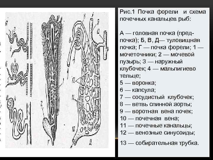 Почки схема канальцев