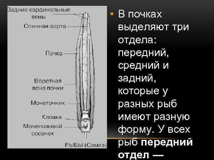  • В почках выделяют три отдела: передний, средний и задний, которые у разных