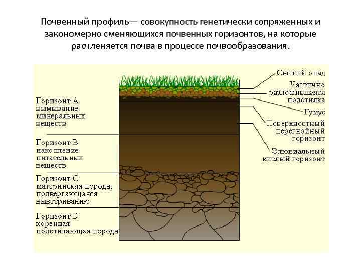 Почвенный профиль— совокупность генетически сопряженных и закономерно сменяющихся почвенных горизонтов, на которые расчленяется почва