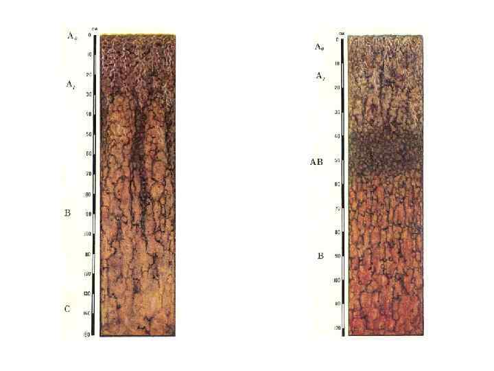 Бурые лесные почвы. Дерново-подзолистая, серая Лесная, чернозем почвенные горизонты. Почвенный профиль бурых почв. Бурые Лесные оподзоленные почвы профиль. Почвенный профиль чернозема а0 а а1.