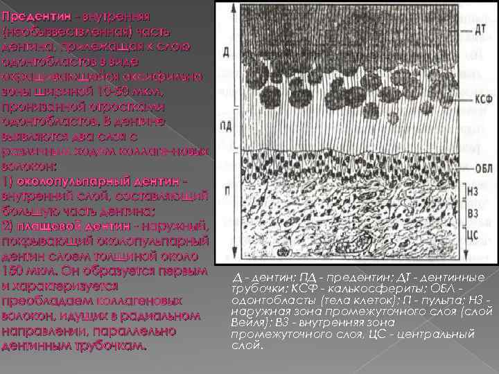 Предентин - внутренняя (необызвествленная) часть дентина, прилежащая к слою одонтобластов в виде окрашивающейся оксифильно