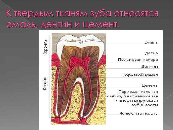 Схема строения зуба гистология