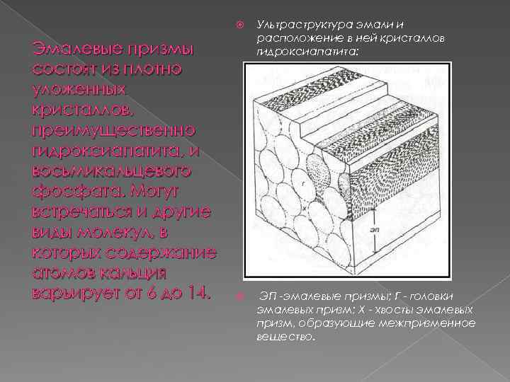  Эмалевые призмы состоят из плотно уложенных кристаллов, преимущественно гидроксиапатита, и восьмикальцевого фосфата. Могут