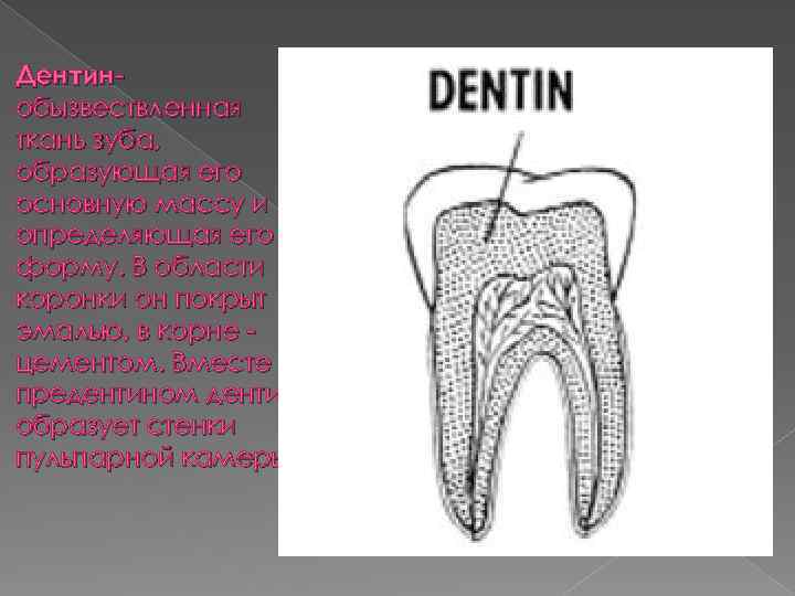 Твердая ткань зуба. Дентит строение стоматология.