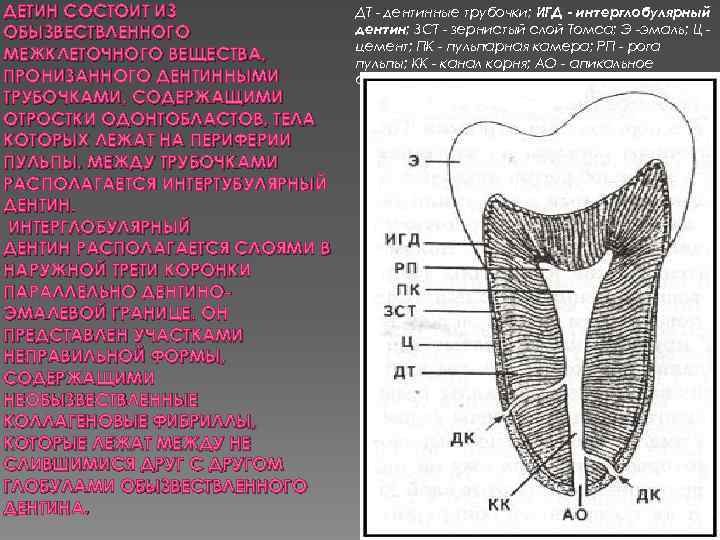 ДЕТИН СОСТОИТ ИЗ ОБЫЗВЕСТВЛЕННОГО МЕЖКЛЕТОЧНОГО ВЕЩЕСТВА, ПРОНИЗАННОГО ДЕНТИННЫМИ ТРУБОЧКАМИ, СОДЕРЖАЩИМИ ОТРОСТКИ ОДОНТОБЛАСТОВ, ТЕЛА КОТОРЫХ