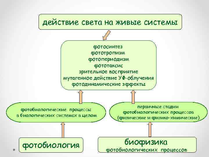 действие света на живые системы фотосинтез фототропизм фотопериодизм фототаксис зрительное восприятие мутагенное действие УФ-облучения