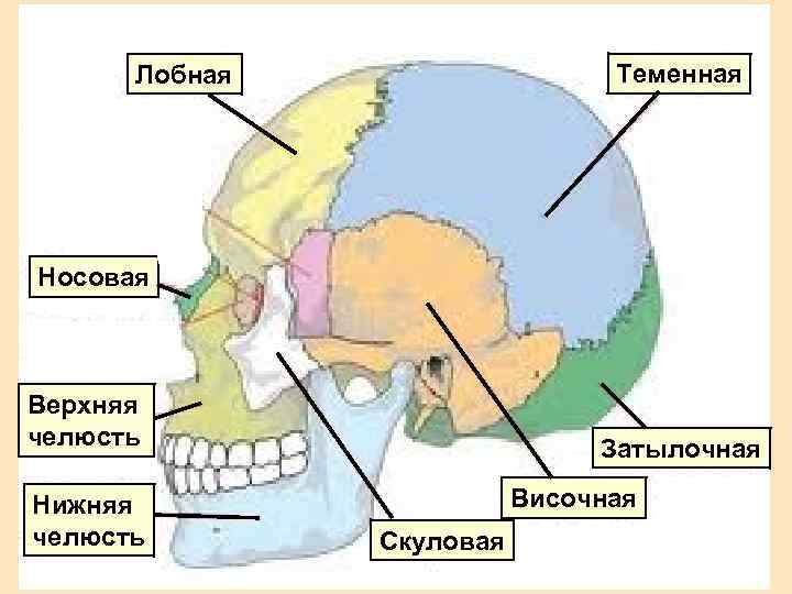 Теменная кость находится. Лобная и теменная кость. Теменная зона черепа. Теменная часть головы. Лобно теменная часть головы.