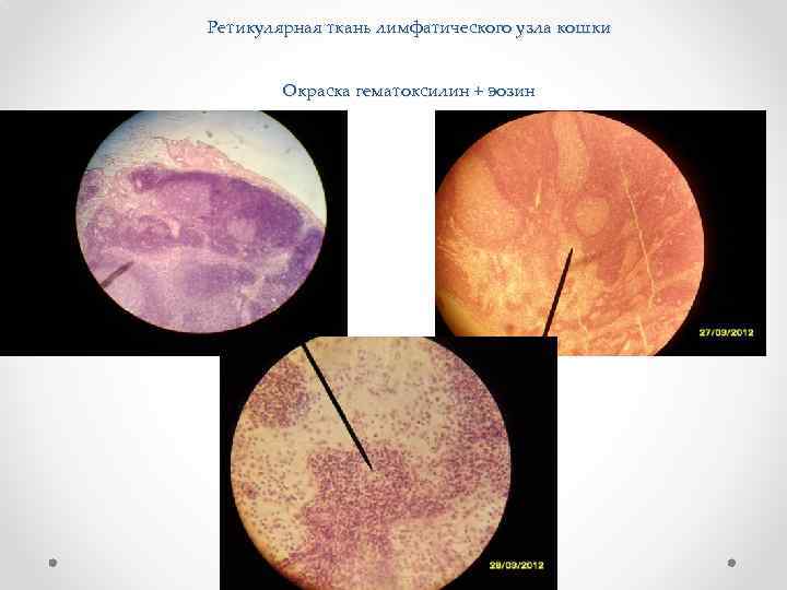 Ретикулярная ткань лимфатического узла кошки Окраска гематоксилин + эозин 