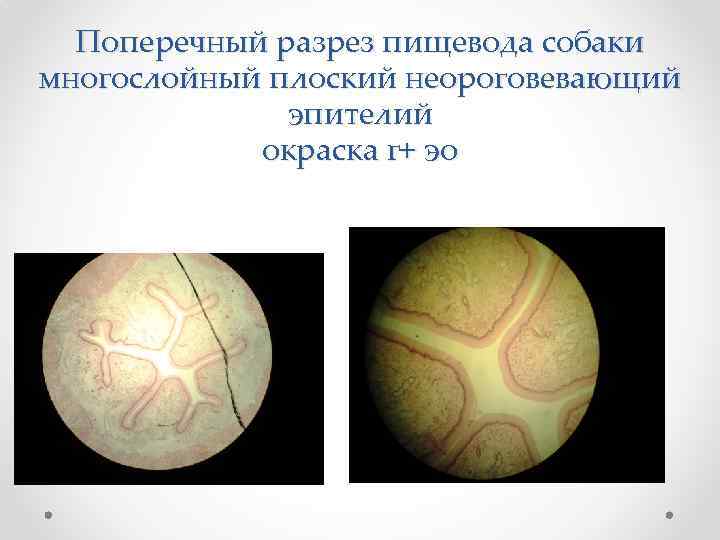 Поперечный разрез пищевода собаки многослойный плоский неороговевающий эпителий окраска г+ эо 