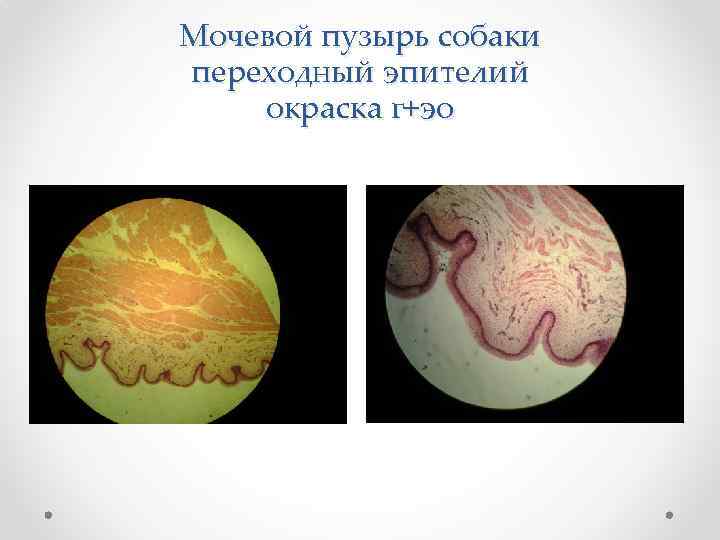 Мочевой пузырь собаки переходный эпителий окраска г+эо 