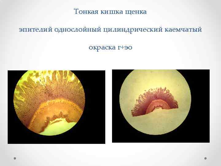 Тонкая кишка щенка эпителий однослойный цилиндрический каемчатый окраска г+эо 