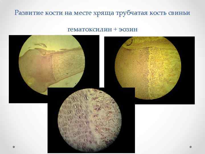 Развитие кости на месте хряща трубчатая кость свиньи гематоксилин + эозин 