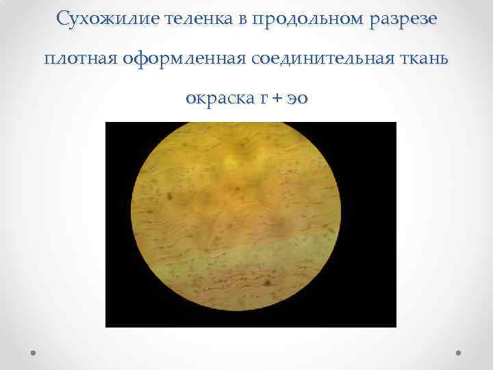 Сухожилие теленка в продольном разрезе плотная оформленная соединительная ткань окраска г + эо 