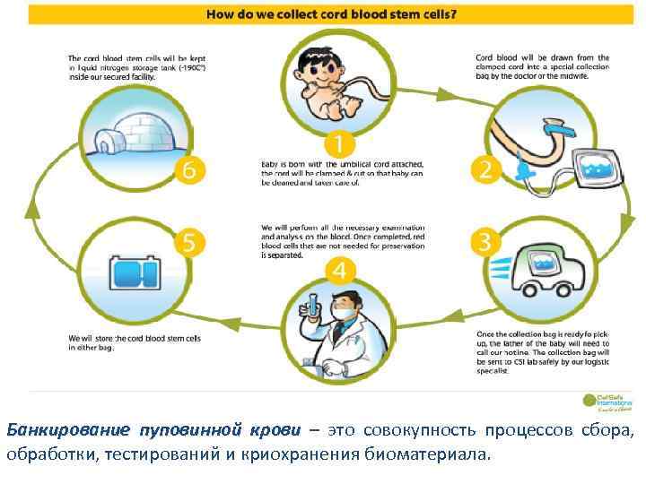 Банкирование пуповинной крови – это совокупность процессов сбора, обработки, тестирований и криохранения биоматериала. 