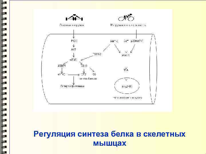 Регуляция синтеза белка в скелетных мышцах 