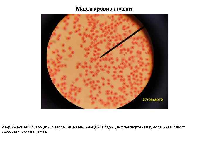 Мазок крови лягушки Азур 2 + эозин. Эритроциты с ядром. Из мезенхимы (СКК). Функции