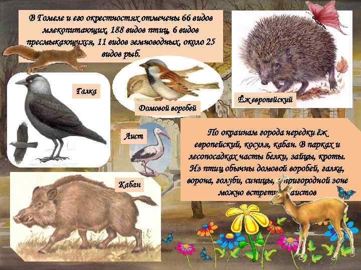 В Гомеле и его окрестностях отмечены 66 видов млекопитающих, 188 видов птиц, 6 видов