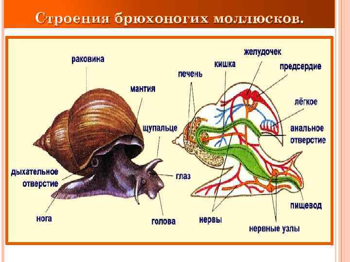 Строение брюхоногого моллюска рисунок с подписями