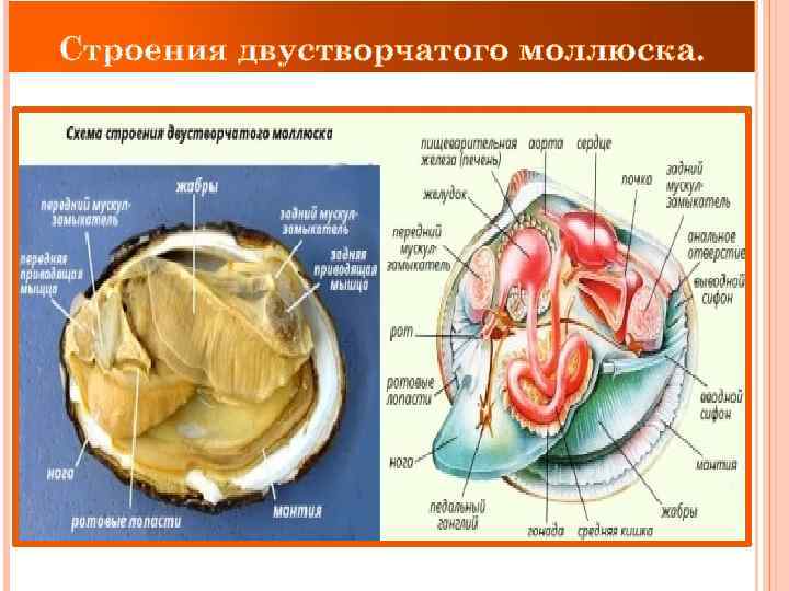 Строения двустворчатого моллюска. 