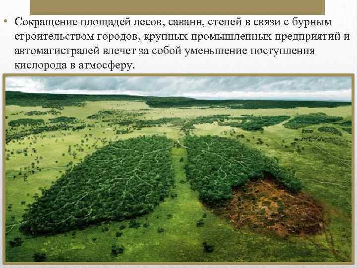  • Сокращение площадей лесов, саванн, степей в связи с бурным строительством городов, крупных