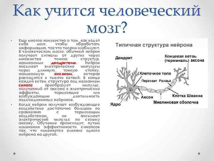  • • Как учится человеческий мозг? Еще многое неизвестно о том, как ведет