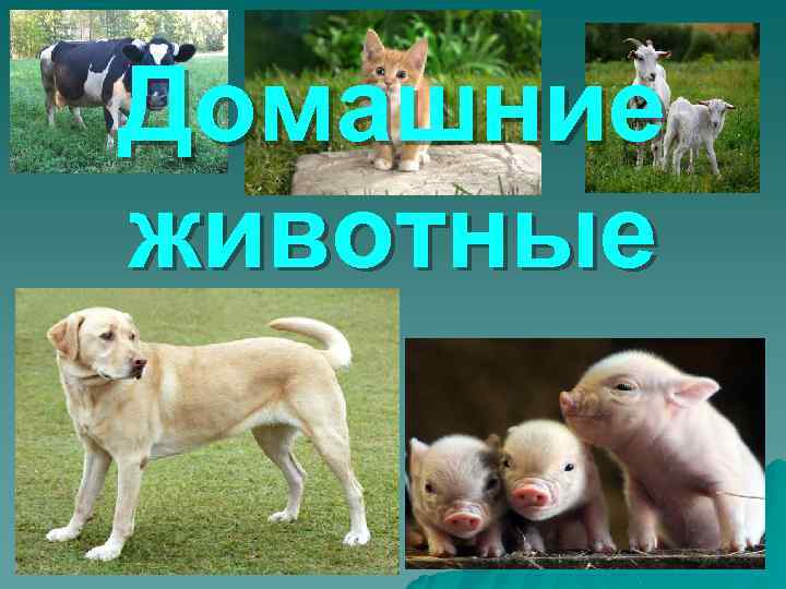 Домашние животные 