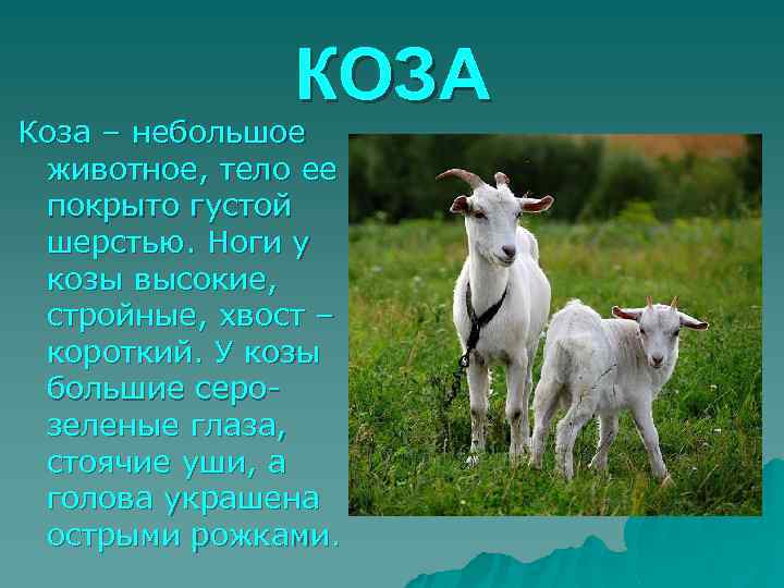 КОЗА Коза – небольшое животное, тело ее покрыто густой шерстью. Ноги у козы высокие,