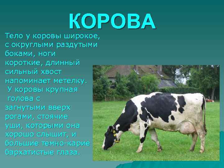 КОРОВА Тело у коровы широкое, с округлыми раздутыми боками, ноги короткие, длинный сильный хвост