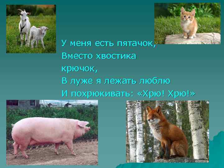 У меня есть пятачок, Вместо хвостика крючок, В луже я лежать люблю И похрюкивать: