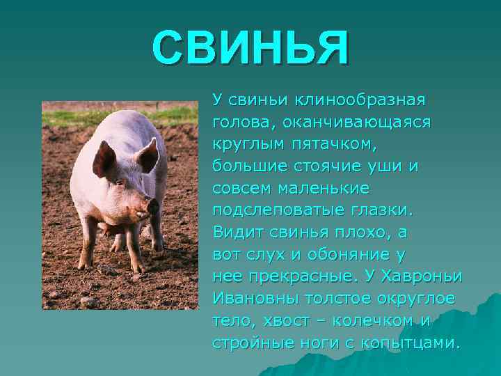 СВИНЬЯ У свиньи клинообразная голова, оканчивающаяся круглым пятачком, большие стоячие уши и совсем маленькие