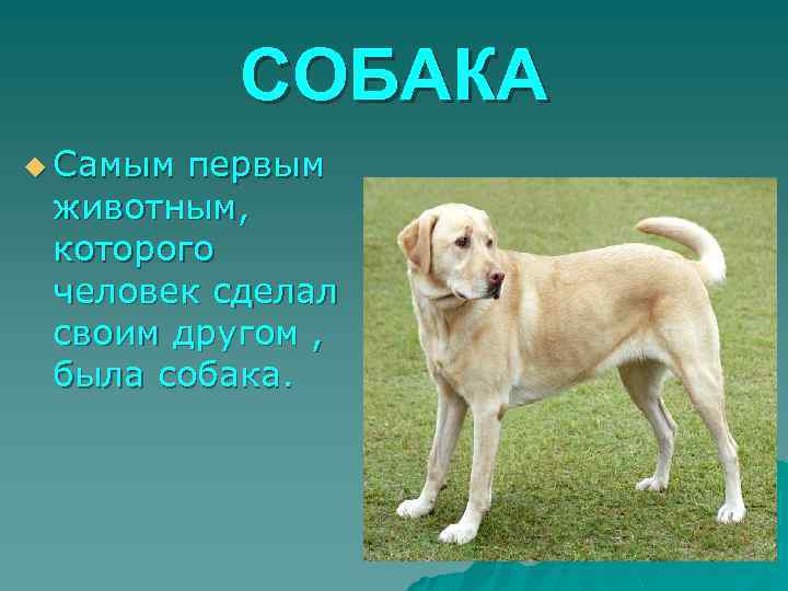 СОБАКА u Самым первым животным, которого человек сделал своим другом , была собака. 