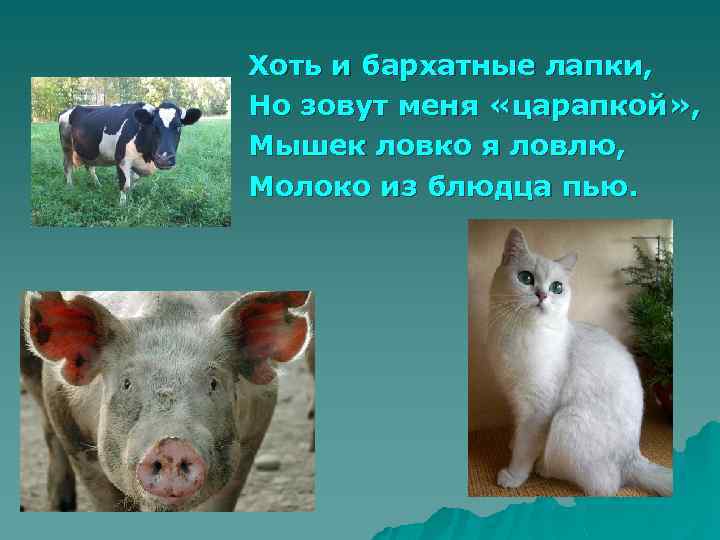 Хоть и бархатные лапки, Но зовут меня «царапкой» , Мышек ловко я ловлю, Молоко