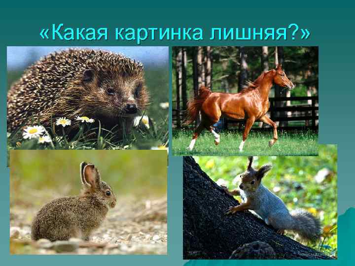  «Какая картинка лишняя? » 