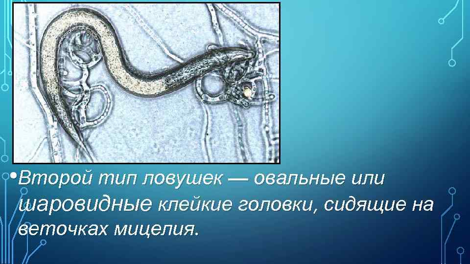  • Второй тип ловушек — овальные или шаровидные клейкие головки, сидящие на веточках