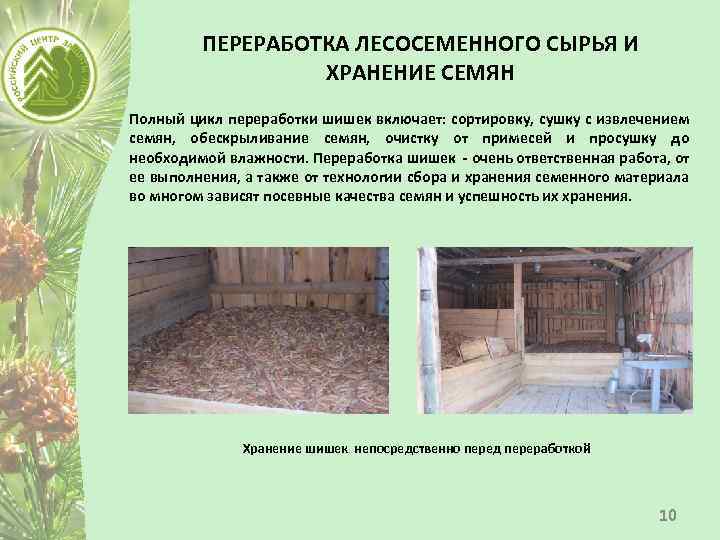 ПЕРЕРАБОТКА ЛЕСОСЕМЕННОГО СЫРЬЯ И ХРАНЕНИЕ СЕМЯН Полный цикл переработки шишек включает: сортировку, сушку с