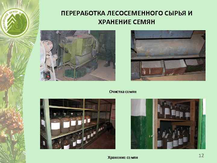 ПЕРЕРАБОТКА ЛЕСОСЕМЕННОГО СЫРЬЯ И ХРАНЕНИЕ СЕМЯН Очистка семян Хранение семян 12 