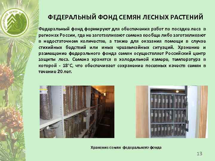 ФЕДЕРАЛЬНЫЙ ФОНД СЕМЯН ЛЕСНЫХ РАСТЕНИЙ Федеральный фонд формируют для обеспечения работ по посадке леса