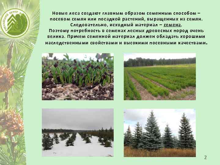 Новые леса создают главным образом семенным способом – посевом семян или посадкой растений, выращенных