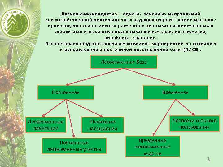 Лесное семеноводство – одно из основных направлений лесохозяйственной деятельности, в задачу которого входит массовое