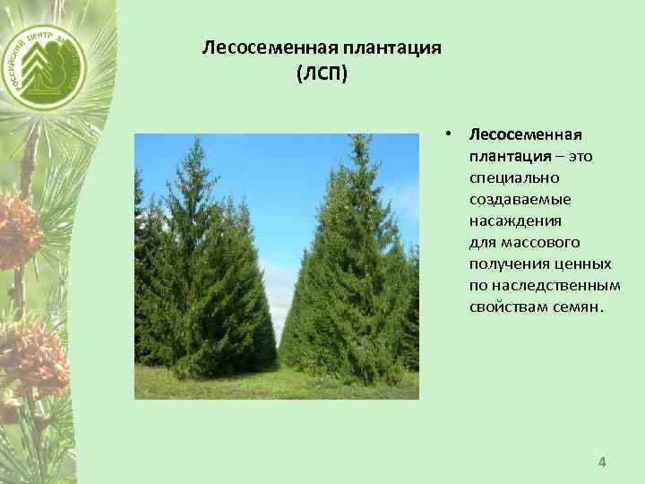 Лесосеменная плантация (ЛСП) • Лесосеменная плантация – это специально создаваемые насаждения для массового получения