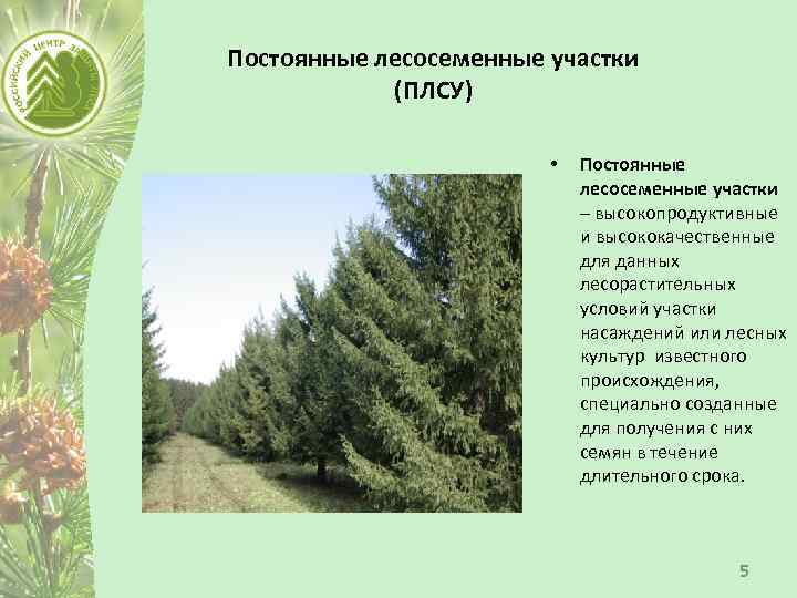 Постоянные лесосеменные участки (ПЛСУ) • Постоянные лесосеменные участки – высокопродуктивные и высококачественные для данных