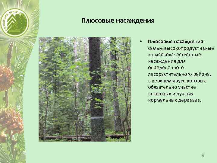 Плюсовые насаждения • Плюсовые насаждения самые высокопродуктивные и высококачественные насаждения для определенного лесорастительного района,