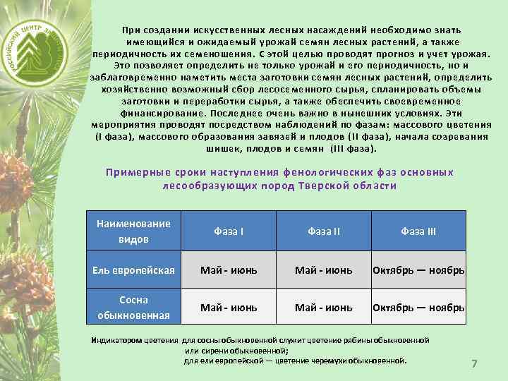 При создании искусственных лесных насаждений необходимо знать имеющийся и ожидаемый урожай семян лесных растений,