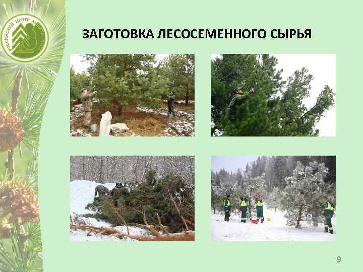 ЗАГОТОВКА ЛЕСОСЕМЕННОГО СЫРЬЯ 9 