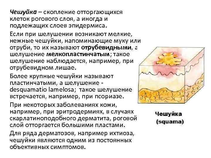 Чешуйка – скопление отторгающихся клеток рогового слоя, а иногда и подлежащих слоев эпидермиса. Если